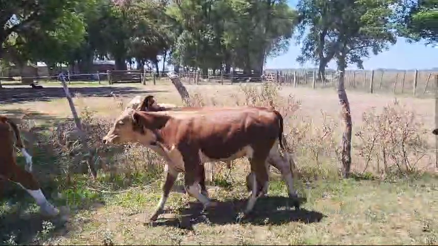 Lote 78 Terneros en Corrientes, San Roque