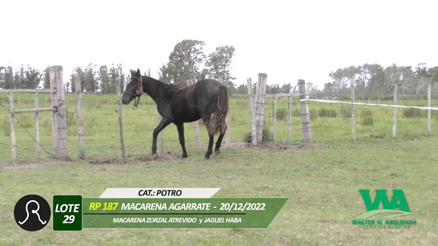 Lote MACARENA AGARRATE