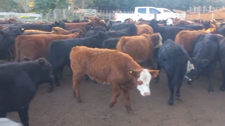 Lote 65 Terneros en Bolívar