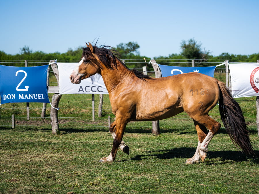 Lote CUNUMI ÑACURUTU