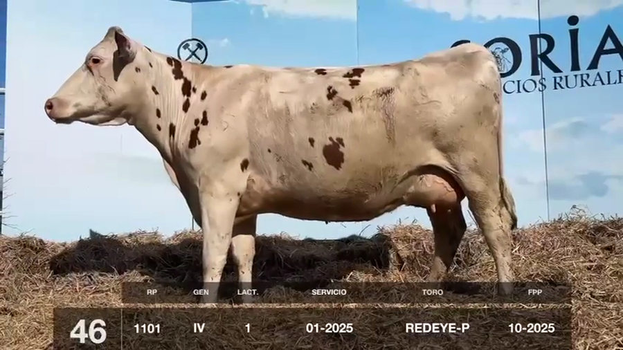 Lote VACAS Y VAQUILLONAS PRÓXIMAS