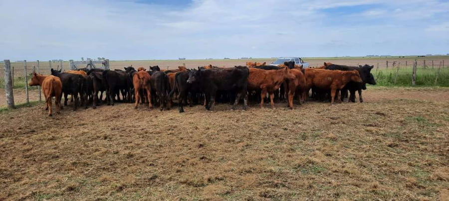 Lote 70 Vaquillonas en Gral. Lamadrid, Buenos Aires