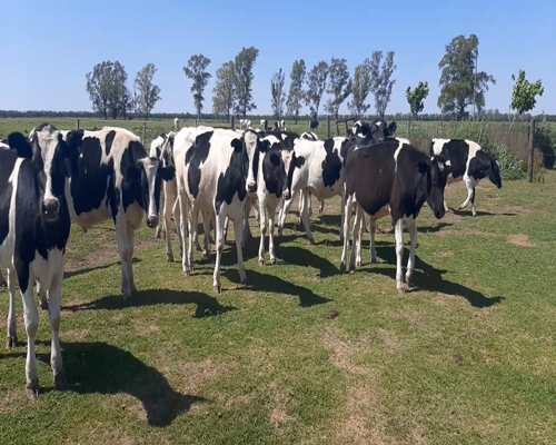 Lote 19 Terneros en Tacural, Santa Fe