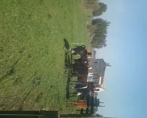 Lote 7 Vaquillonas 1 a 2 años JERSEY Y KIKI a remate en Pantalla Camy 0 - 0kg - , San José