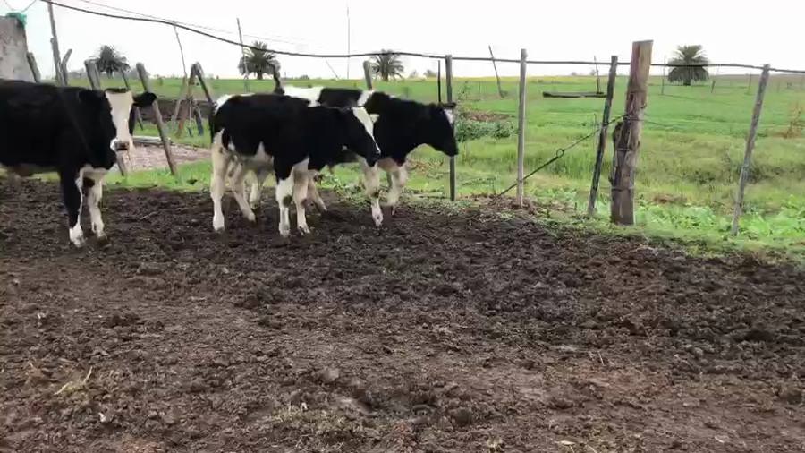 Lote 5 terneros holando