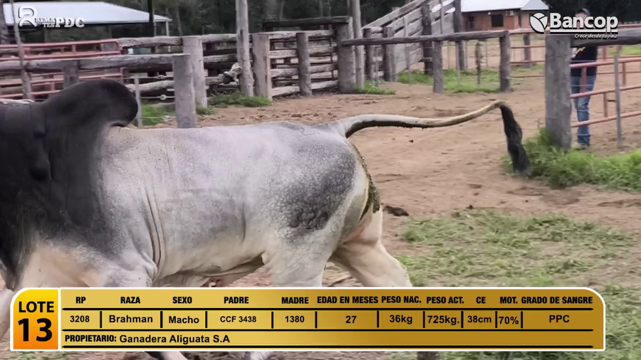 Lote Toros Brahman a remate en Viernes 30 de mayo- Remates PDC, Presidente Hayes