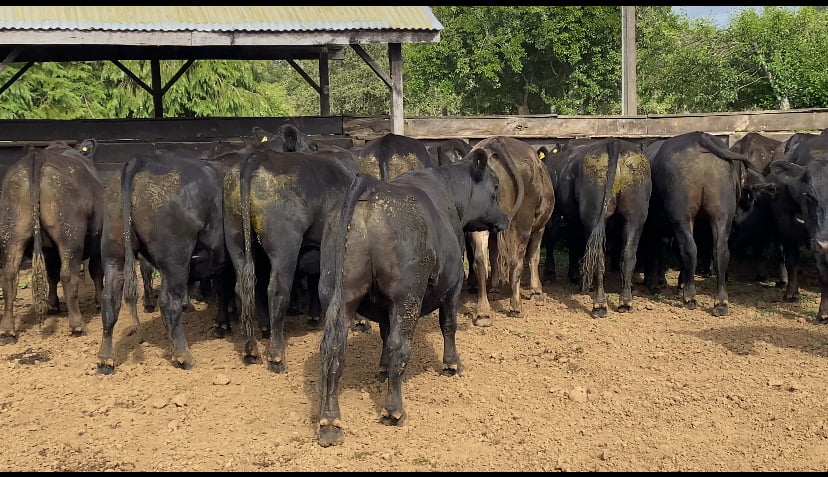 Imagen 3 del Lote Lote 22 Novillo Gordo en Paillaco, XIV Región Los Ríos
