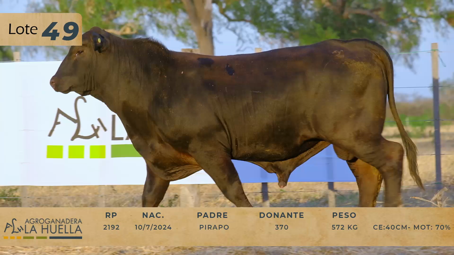 Lote LOTE 49