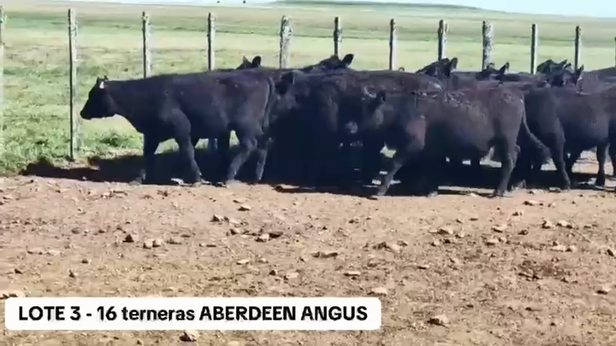 Lote 16 Terneras Aberdeen Angus