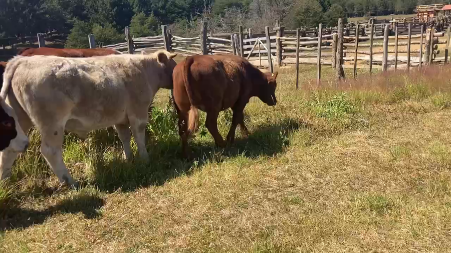 Lote 50 Novillo Engorda en Coyhaique, XI Región Aysén