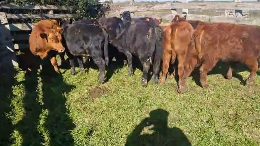 Lote 12 Terneros y Terneras a remate en Pantalla Aniversario - Escritorio Camy, San José