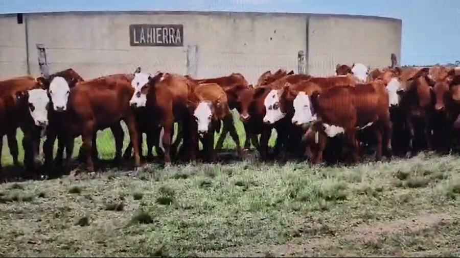 Lote 130 Terneras