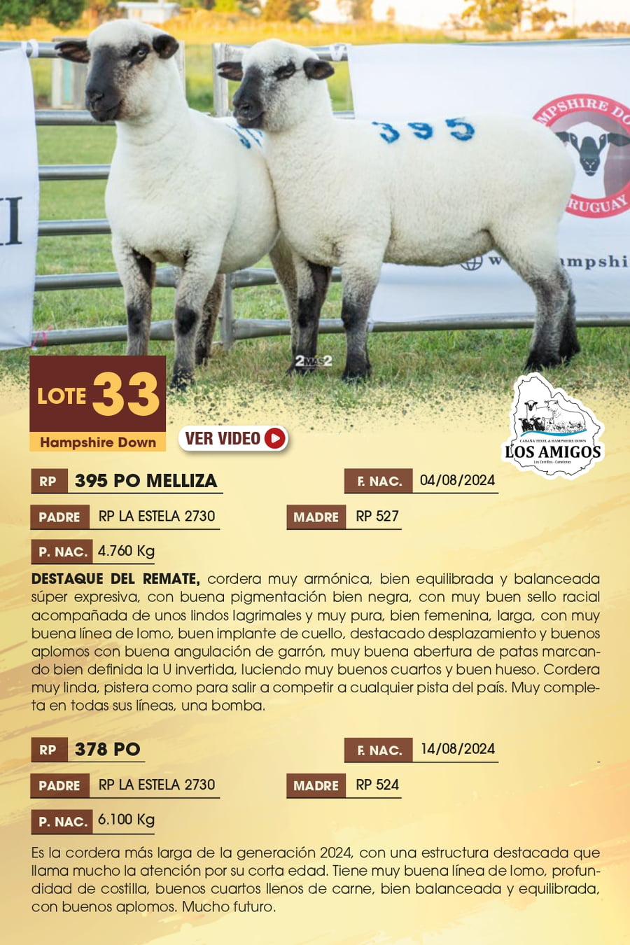 Lote 33 - Hampshire Down