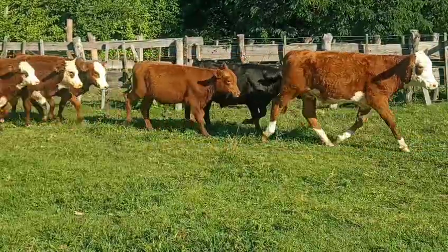 Lote 80 Novillitos