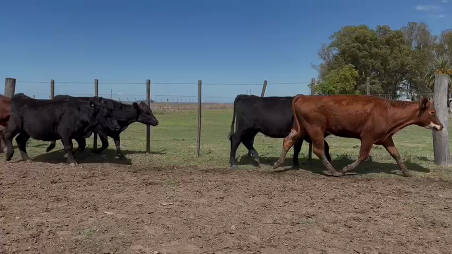 Lote VAQUILLONAS 1 a 2 AÑOS