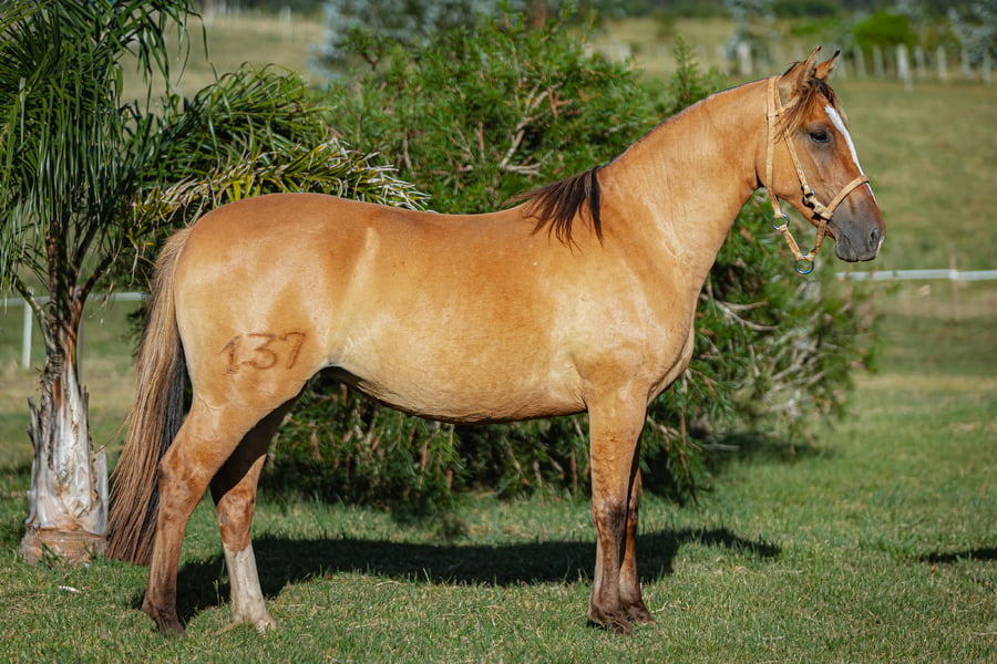 Lote Tobogan Golondrina