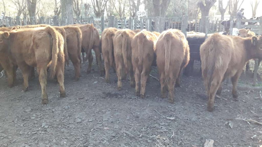 Lote 14 Terneras en Gral. Lamadrid, Buenos Aires