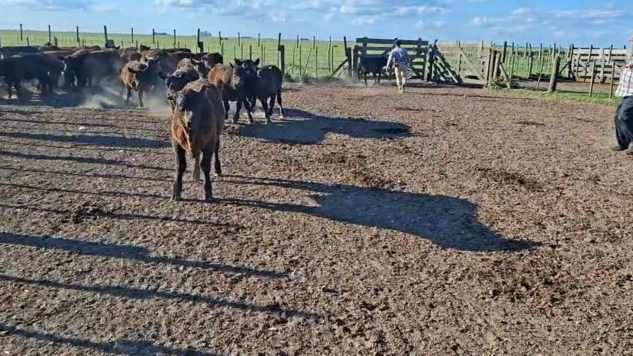 Lote 80 Terneros en Buenos Aires, Gral. Belgrano