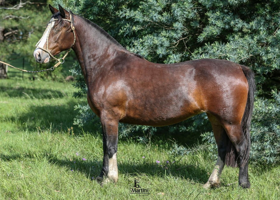Lote Serenata Caraguatá