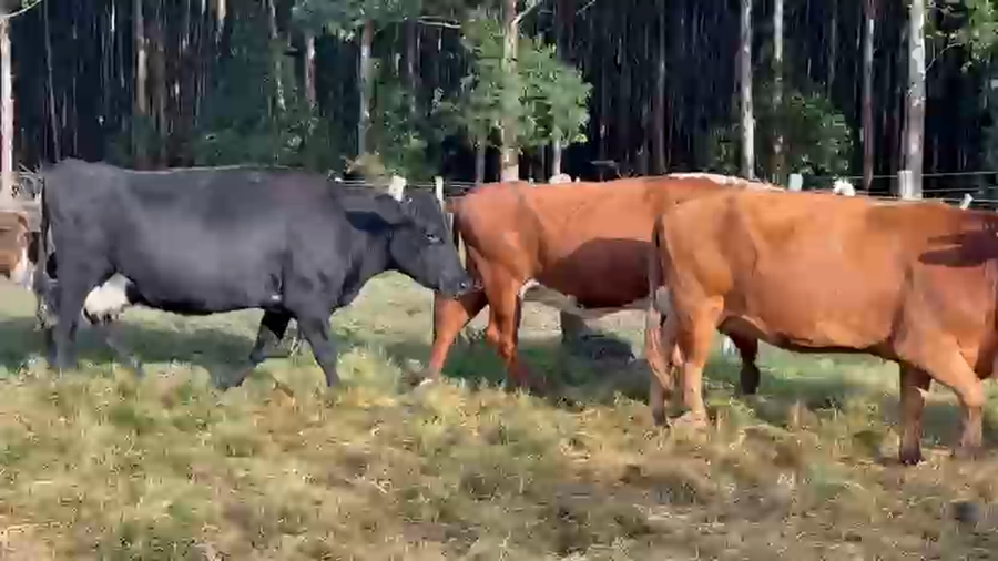 Lote 30 Vacas usadas preñadas
