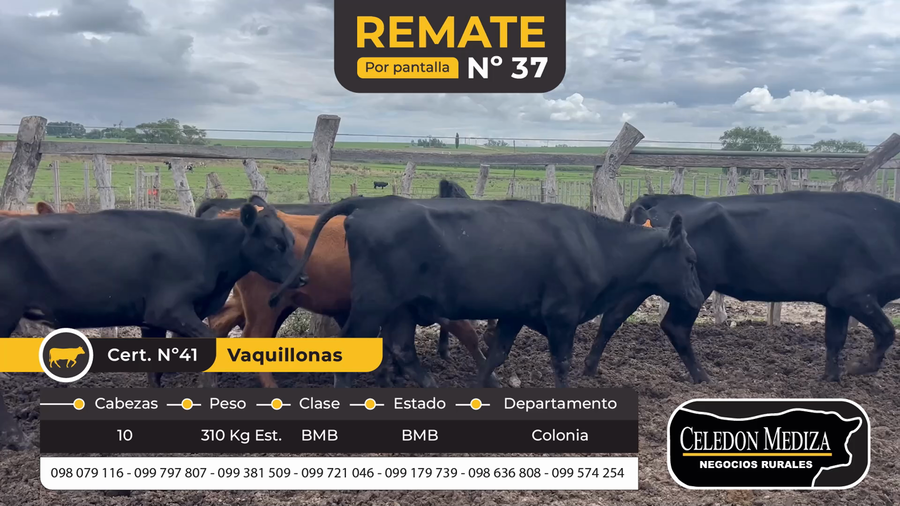 Lote 10 Vaquillonas  en La Horqueta, Colonia