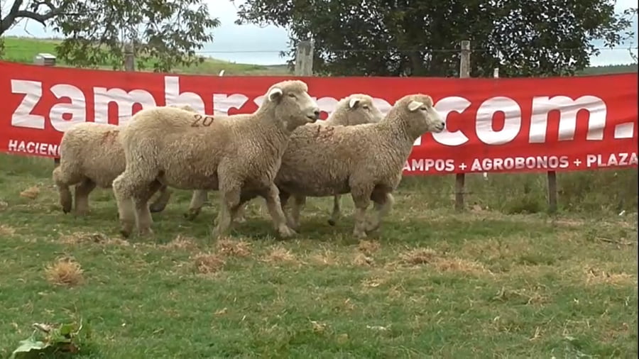Lote 4 Borregas Planteleras (3 PI, una MO)