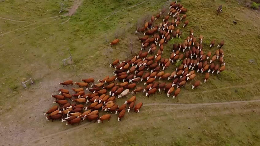 Lote 250 Vaquillonas C/ gtia de preñez