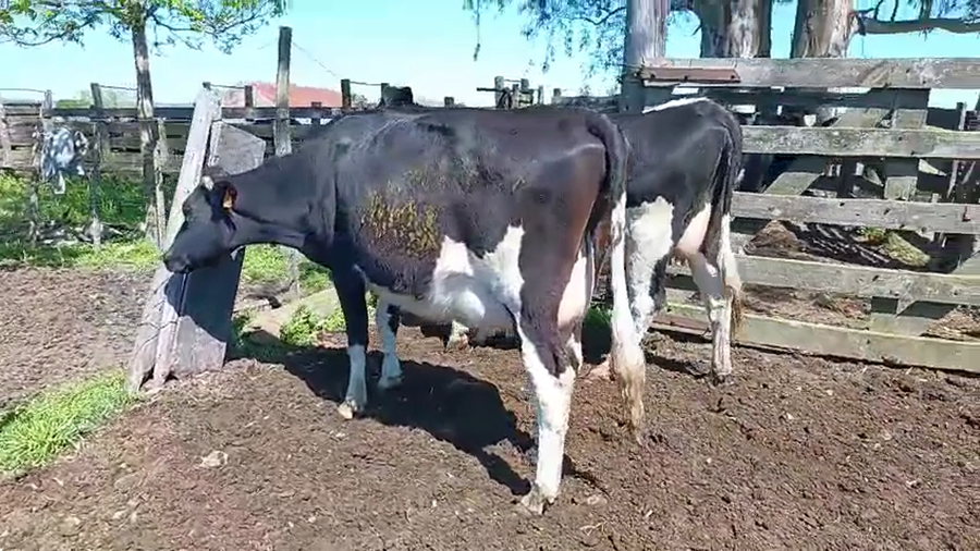 Lote 2 Vaquillonas  a remate en Pantalla Camy 500kg - , San José