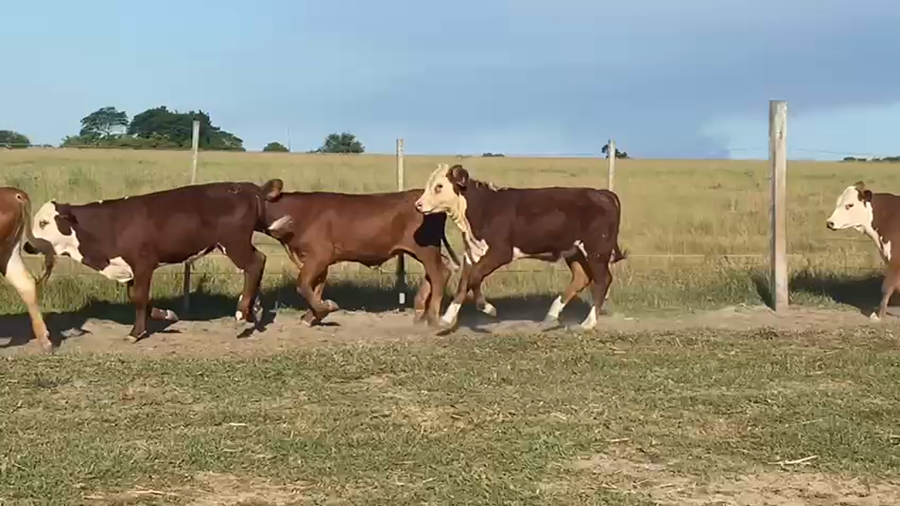 Lote 110 Terneros/as en Santa Lucía, Corrientes