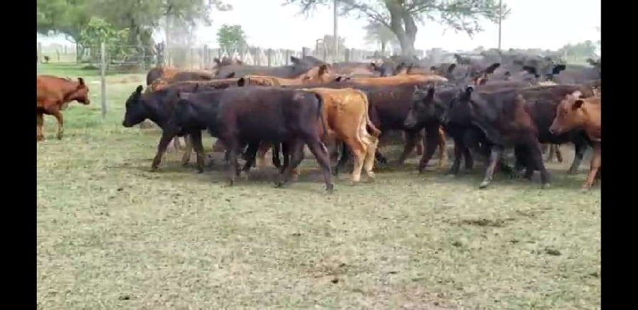 Lote 72 Terneros/as en Villaguay, Entre Ríos