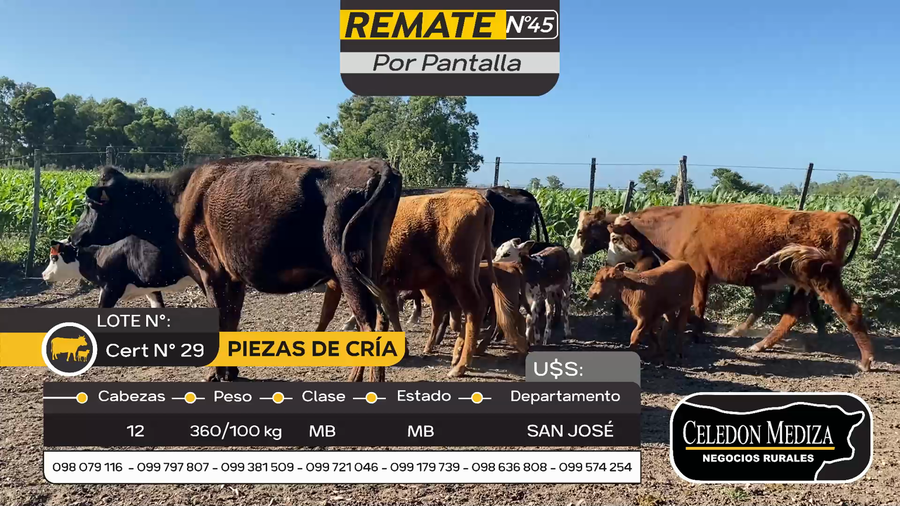 Lote 12 Piezas de cría en Otra Localidad, San José