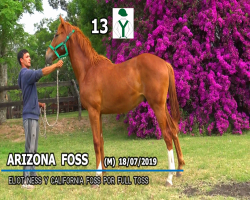 Lote ARIZONA FOSS