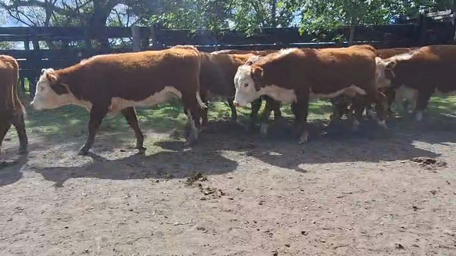Lote 49 Novillitos