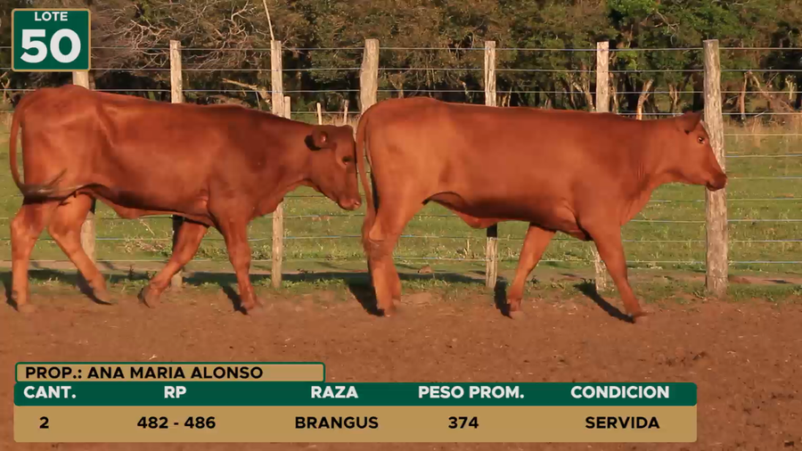 Lote HEMBRAS LOTE 50