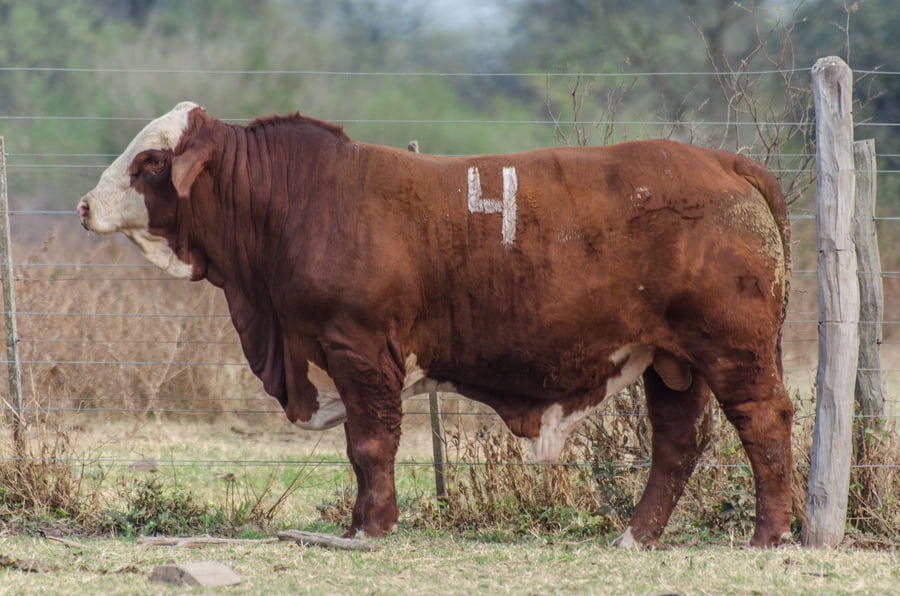 Lote Corral 12/13 - CABAÑA MILENA