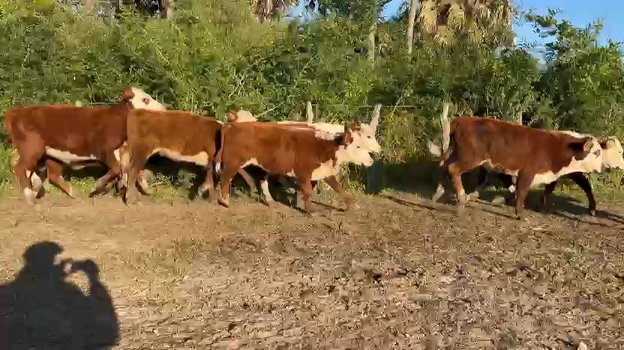 Lote 100 Terneros/as