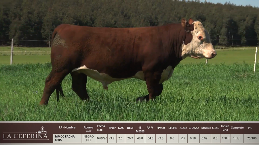 Lote MMCC FACHA 8805