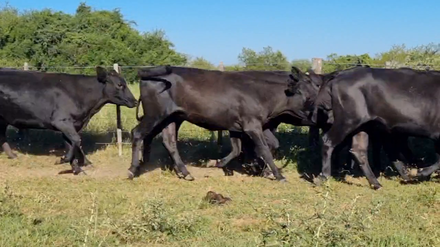 Lote 42 Vaquillonas C/ gtia de preñez