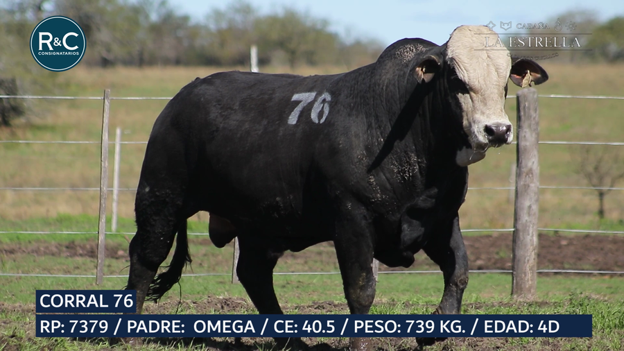 Lote Toro Media sangre