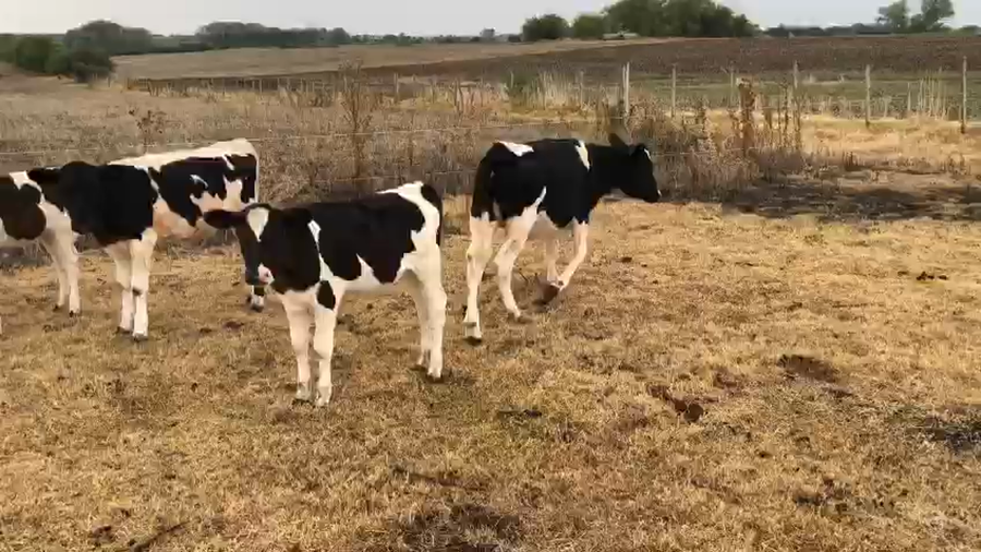 Lote 6 Terneras Holando a remate en Pantalla Camy - Liquidación de Estancia en Fagina