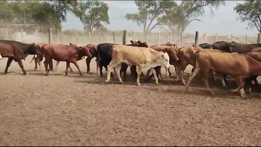 Lote 115 Terneras en Quimilí, Santiago del Estero