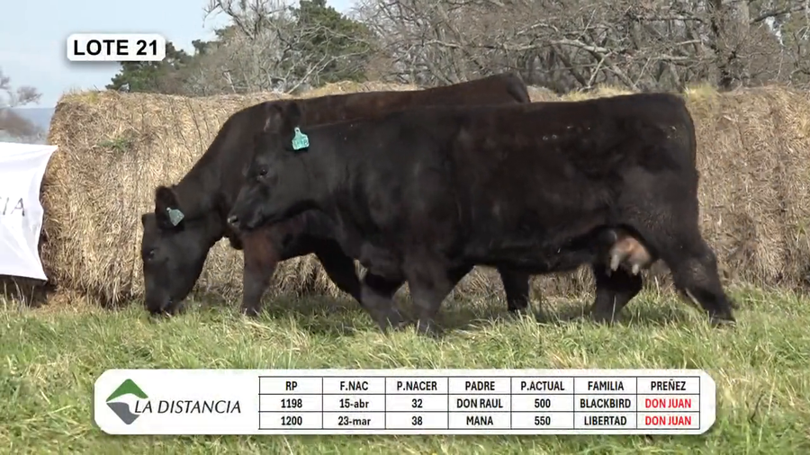 Lote HEMBRAS PEDIGREE