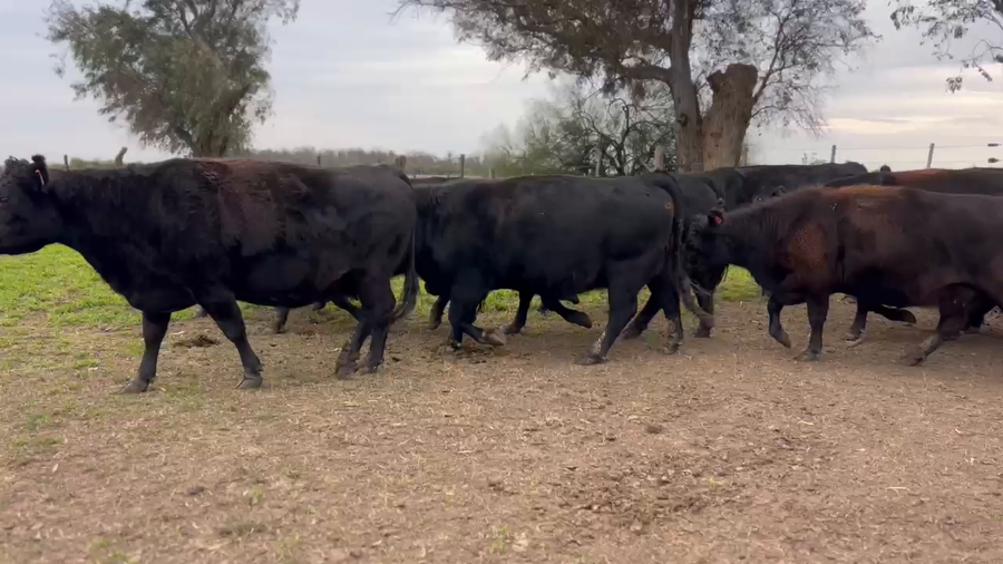 Lote 16 Vacas medio uso C/ gtia de preñez