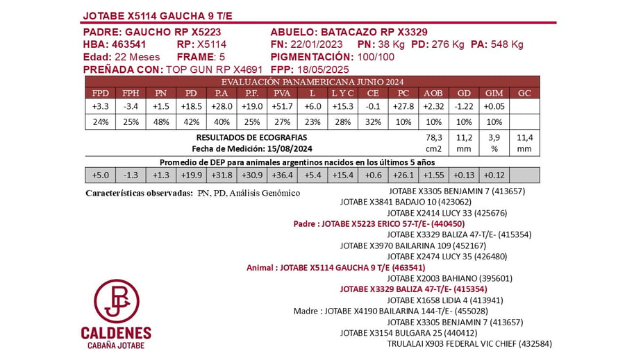 Lote VAQUILLONAS PURAS DE PEDIGREE PREÑADAS