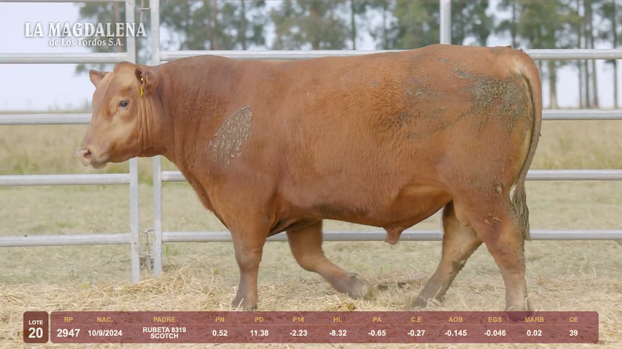 Lote Lote 20 - Angus