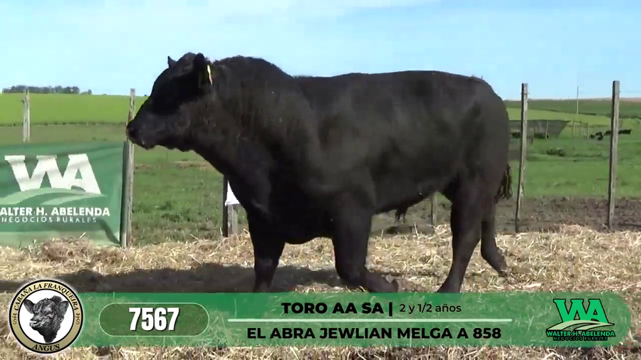 Lote TORO AA SA