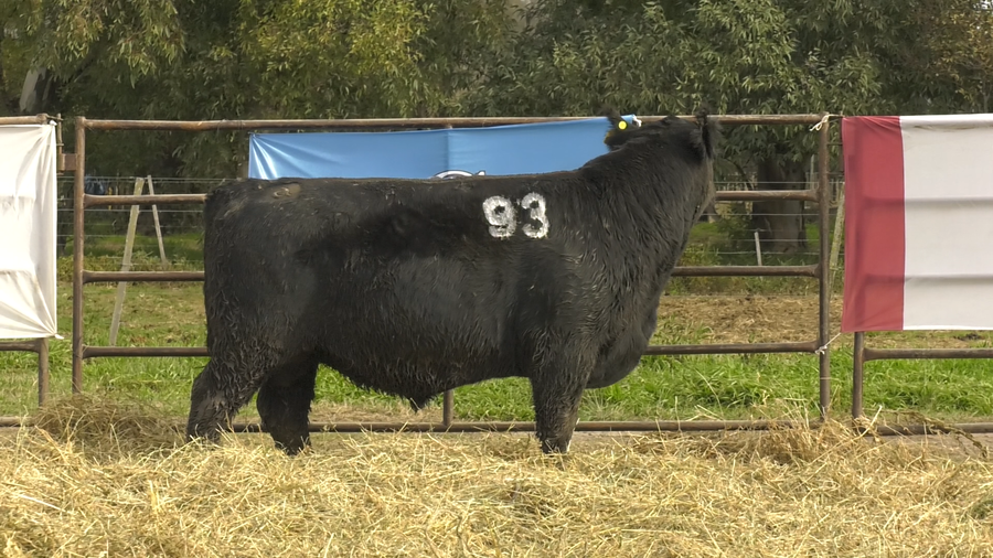 Lote TOROS ANGUS NEGROS  PC