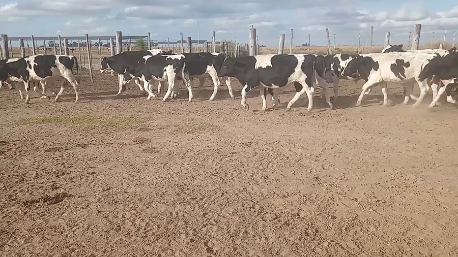 Lote 50 Novillitos Holando Argentino en Villa Concepción del Tio, Córdoba