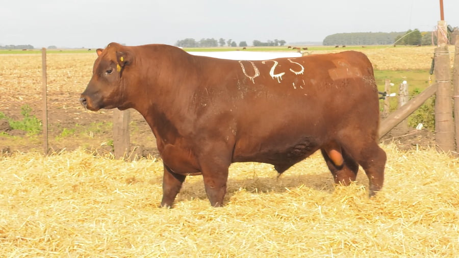 Lote Toros PC Colorados