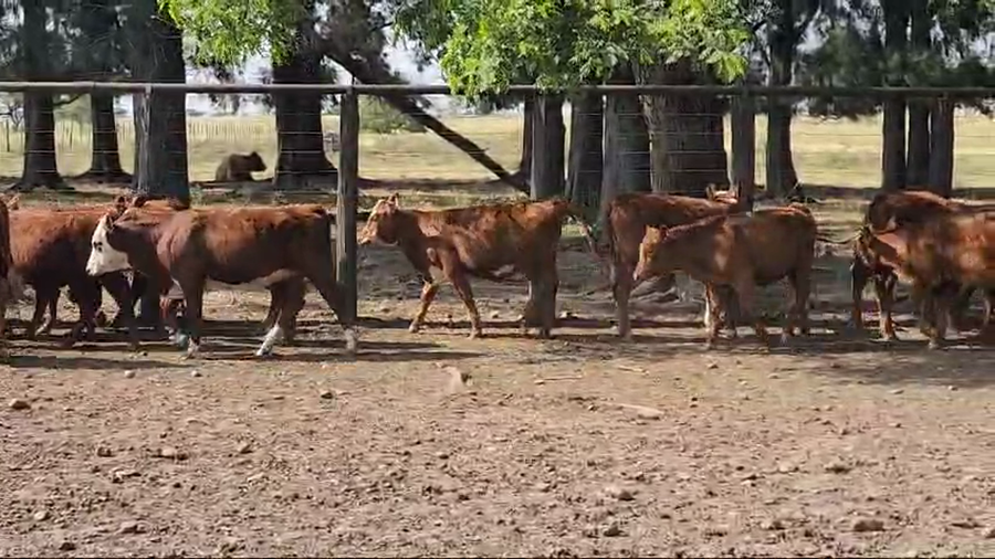 Lote 135 Terneras